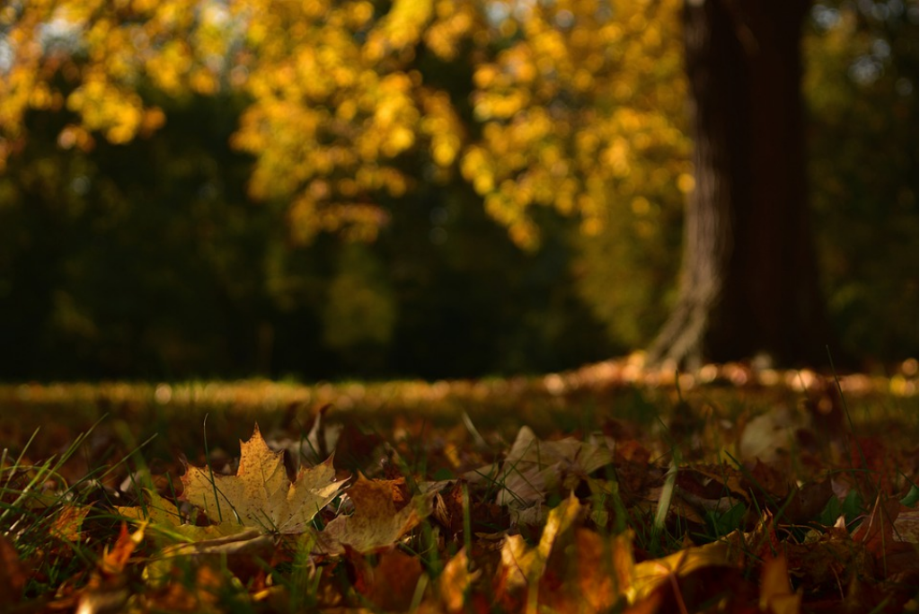 herfstbladeren gazon