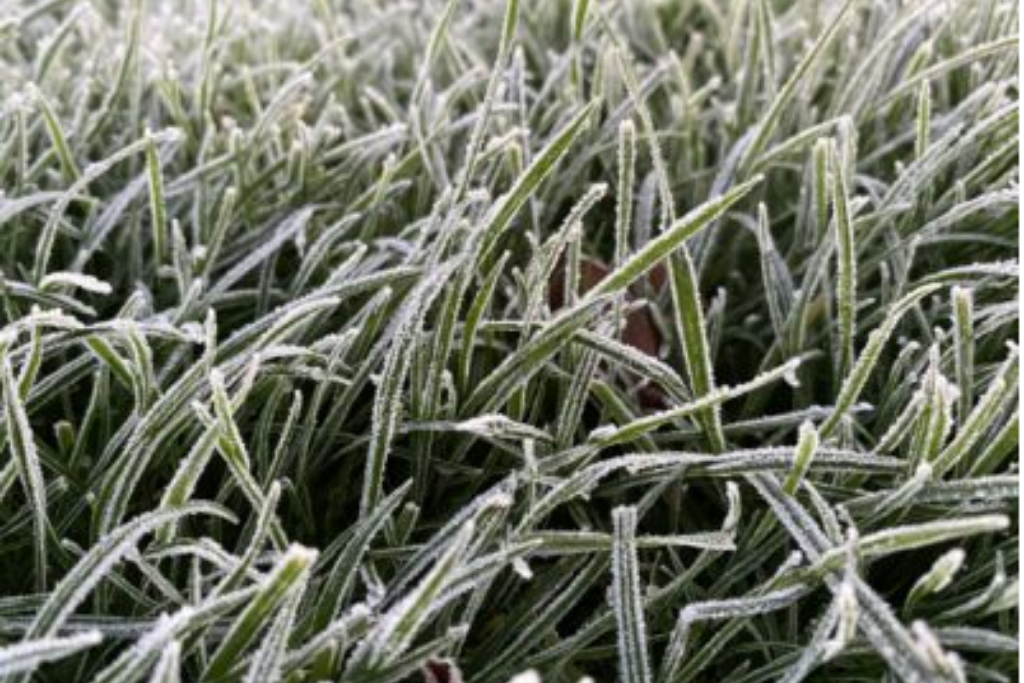 graszoden leggen winter