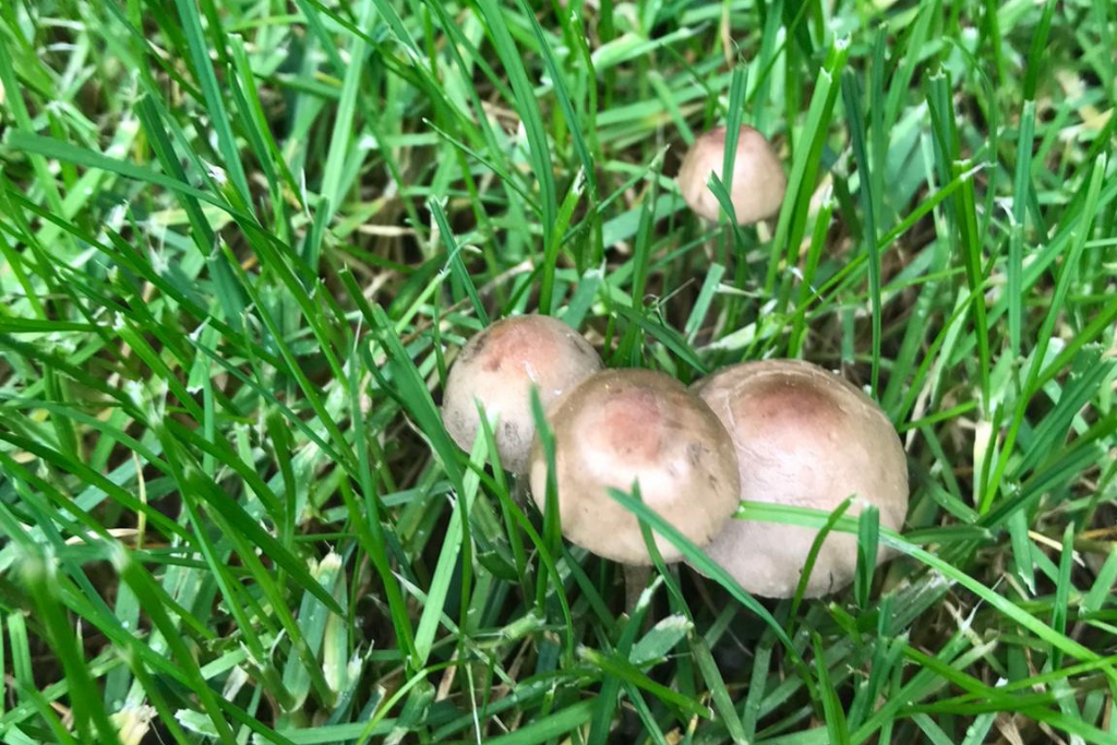 Paddenstoelen in gras