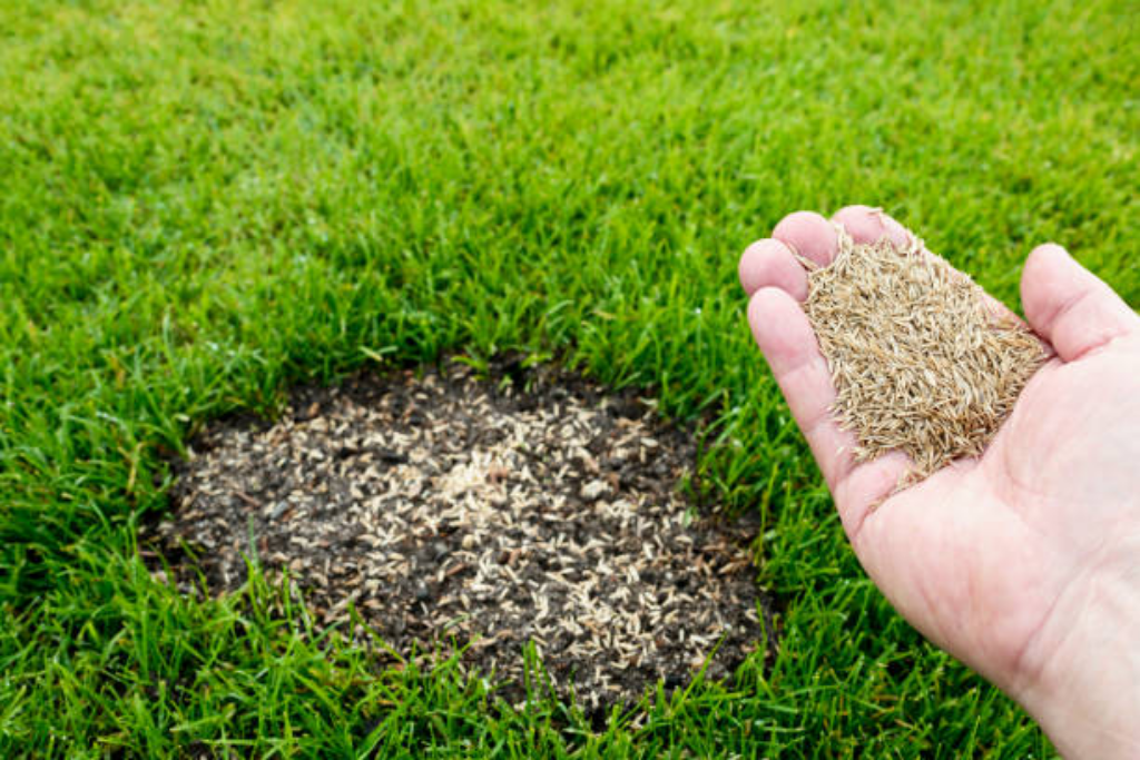 gras bijzaaien gazon