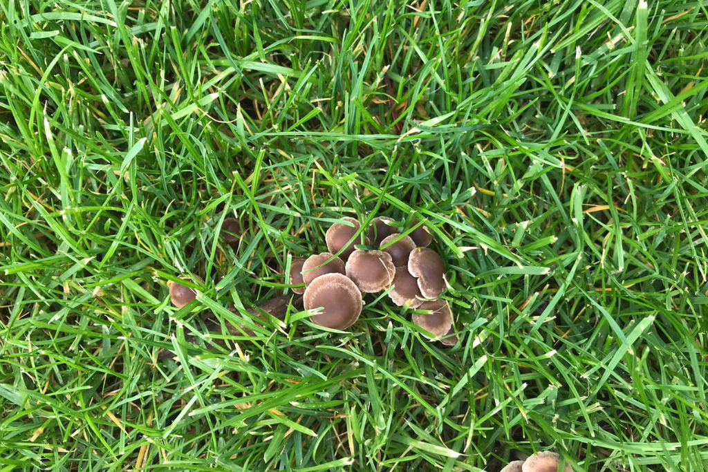 gras paddenstoelen